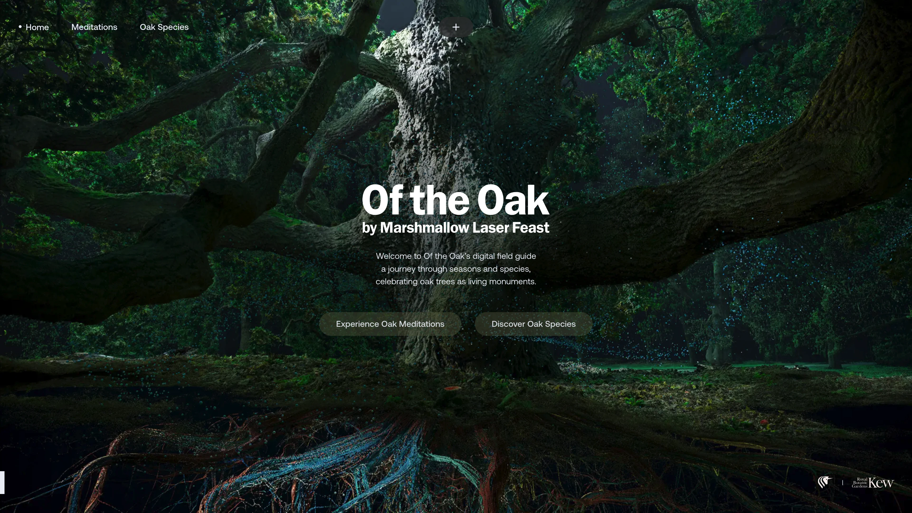 Of the Oak